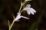 Canby's lobelia